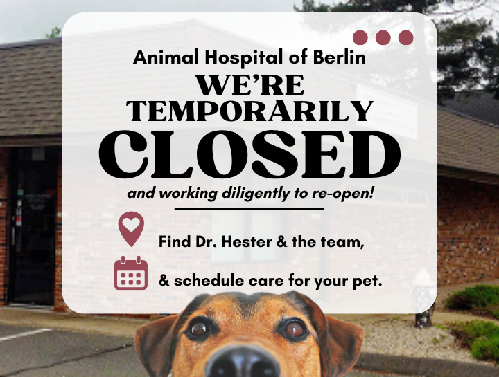 A Message from Our Team: We're Still Here for You and Your Pets!